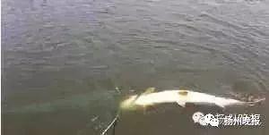 钓鱼爆料视频最新消息新闻,揭秘神秘水域奇遇记  第1张